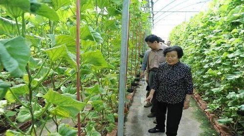 网红吃瓜塌房视频真实,揭秘网络红人背后的真相与争议  第3张